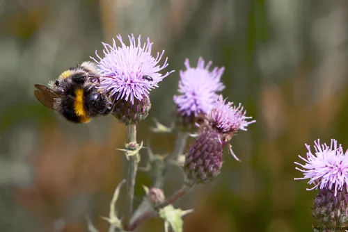 The image is a nature photograph taken in the morning during the summer season, featuring a close-up view of a bee and a beetle on a blooming milk thistle plant. The bee is clearly visible on the purple thistle flower, highlighting the relationship between insects and plants. The photograph captures the intricate details of the bee’s body and the delicate structure of the thistle petals, representing the vital role insects play in pollinating milk thistle and other plant species in their natural environment. The background consists of blurred green and brown tones, emphasizing the focus on the bee, beetle, and thistle in the foreground. There are no additional elements that distract from the main subject, making this image a strong example of macro nature photography that documents bees, insects, and plants during a summer morning.